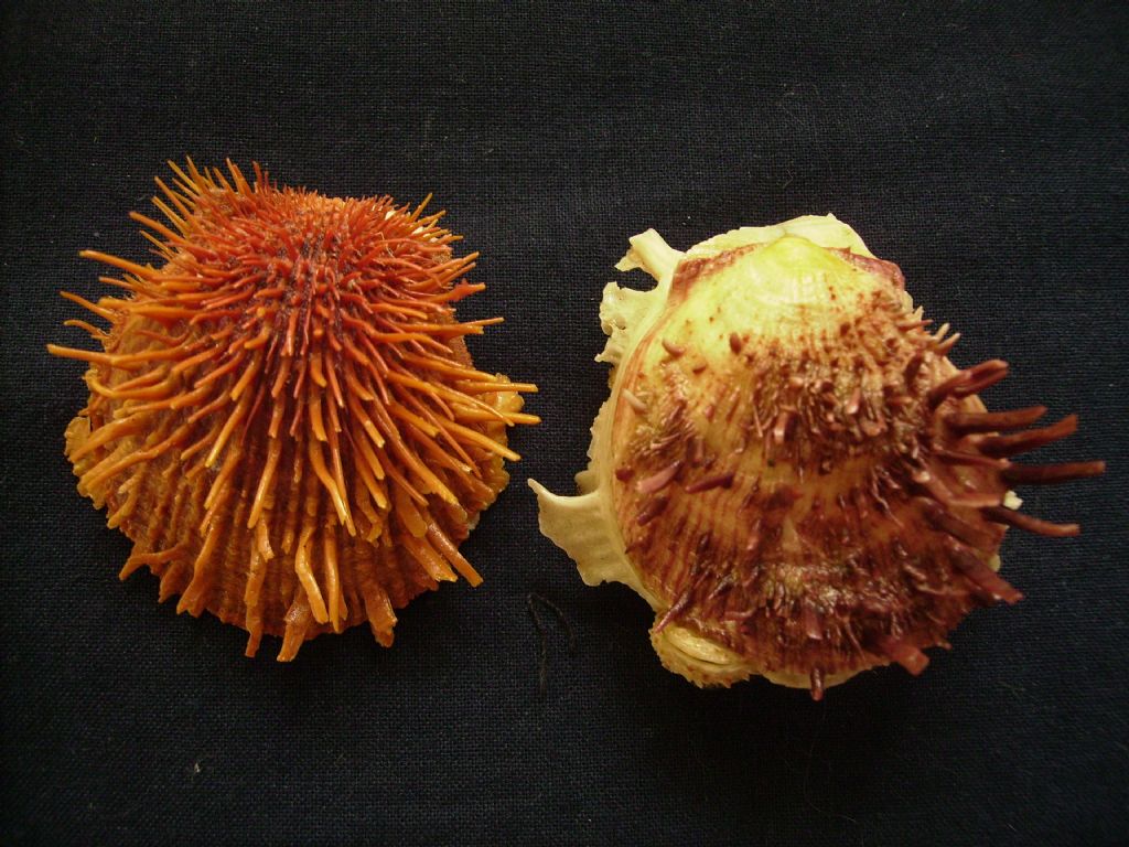 Spondylus cevikeri e Spondylus gaederopus:serie di crescita